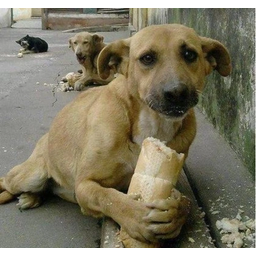Dogss