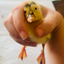DINKY