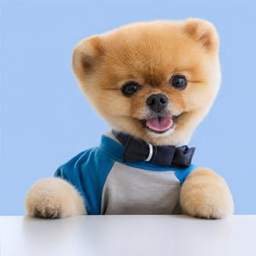 jiffpom