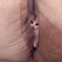PUSSY⁠