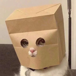 ANONYCAT