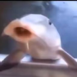 HUH FISH