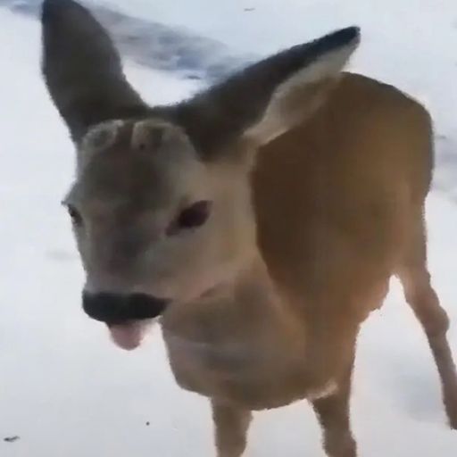 Deer