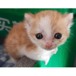 감자