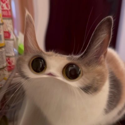 MEEPCAT
