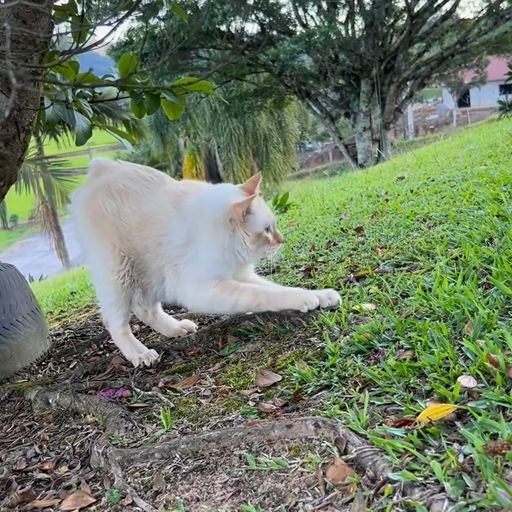 Gatoelho