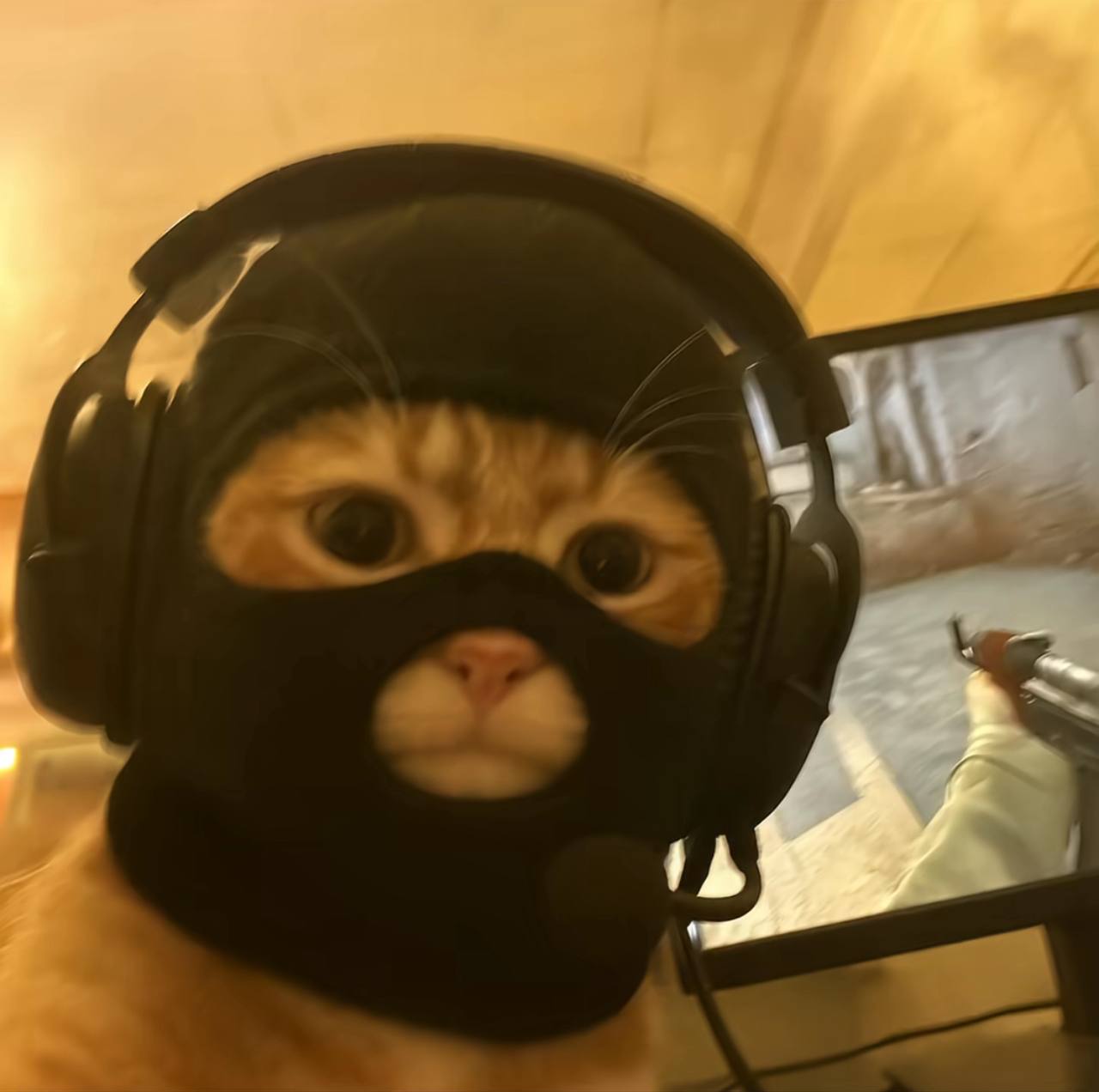 CSGOCAT