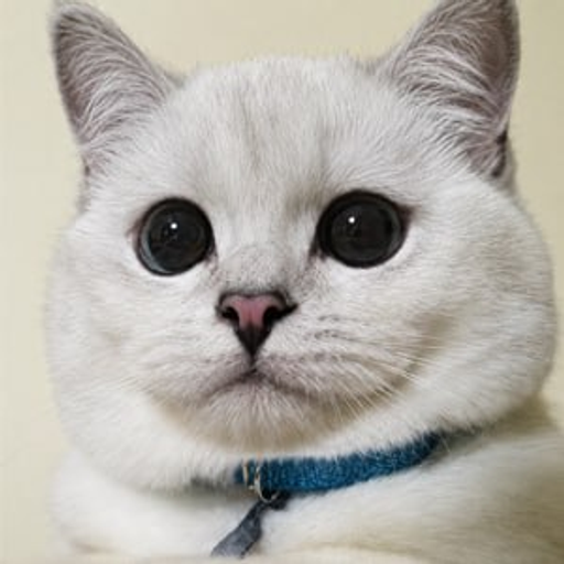Mr. White
