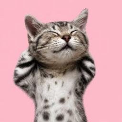 chillcat