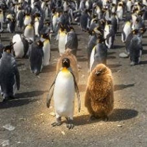 Penguin