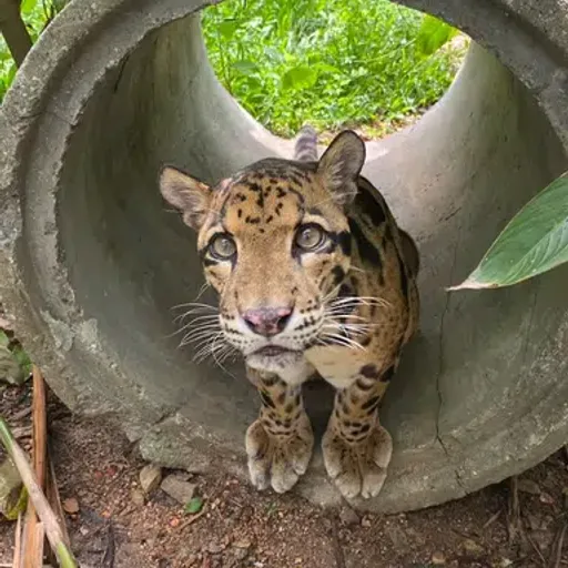 Nong Yan