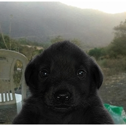 BLACKCHUA