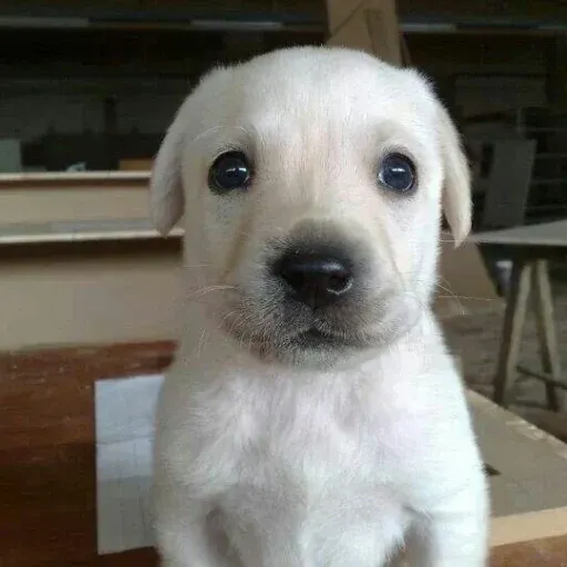 Milly