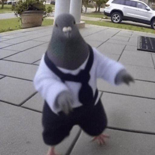 DPIGEON