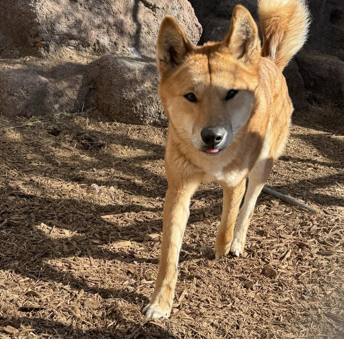 DINGO
