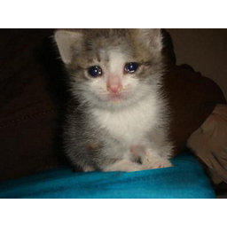 emokitteh