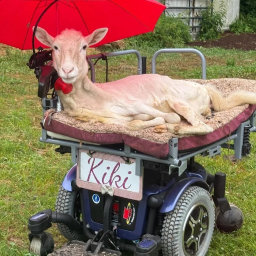 KIKI
