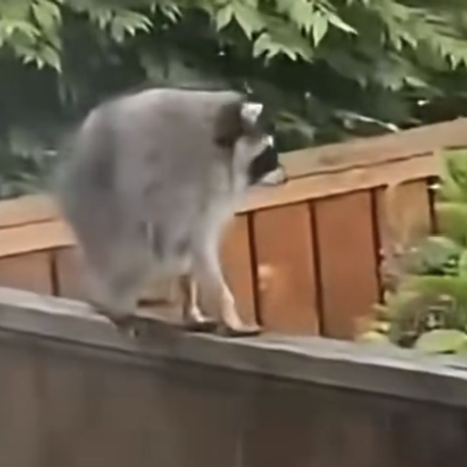 RJIM