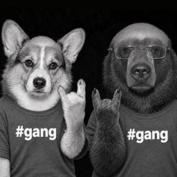 gang