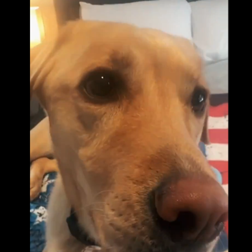 Bowie