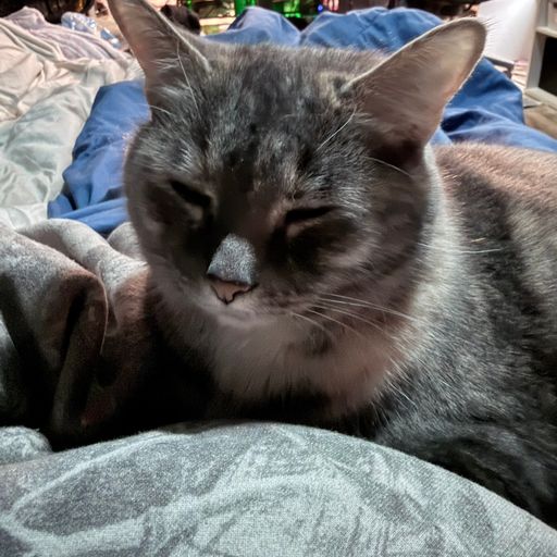 $Pawls 