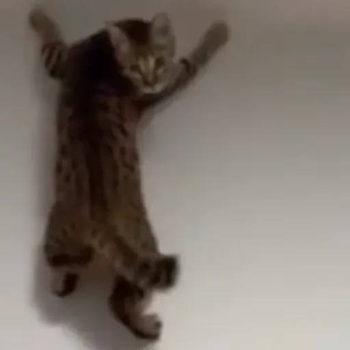 루피