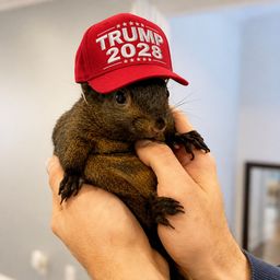 Peanut2028