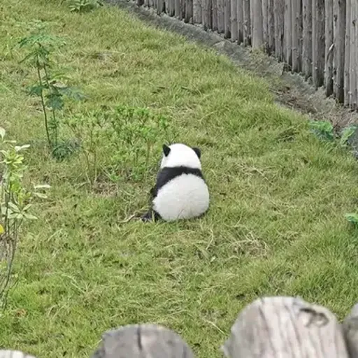 Tuanzi