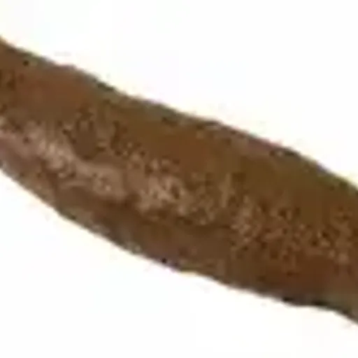 TURD