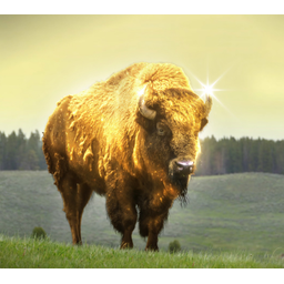 BISON