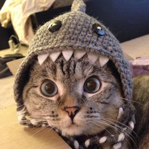 SharkCat