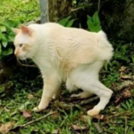 Nenem