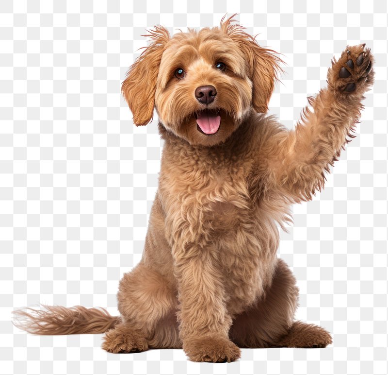 CuteDOG