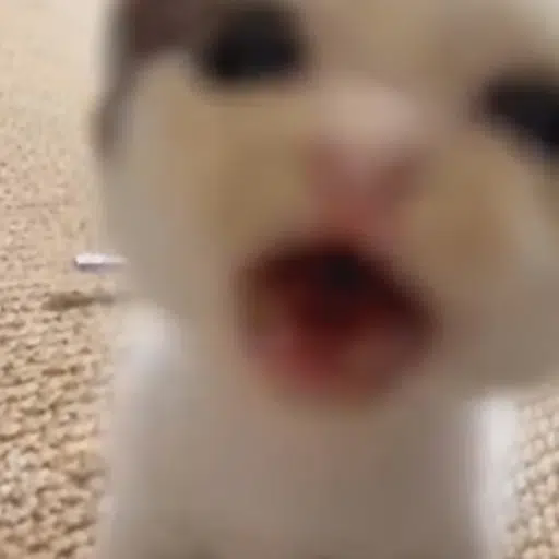 miaaaaaaaaaaa