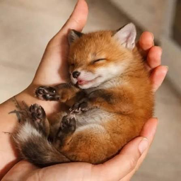 BerryFox