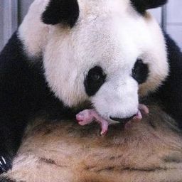 PANDA