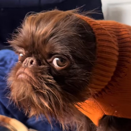 dogcoin