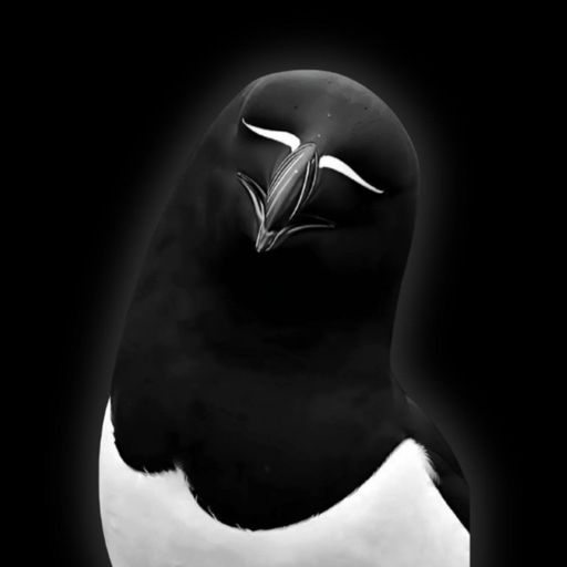 razorbill