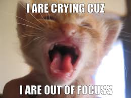 LOLCAT