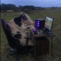 cow