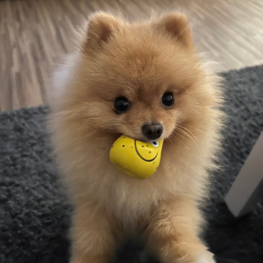 SIMBA