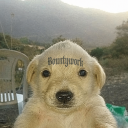 BountyDog
