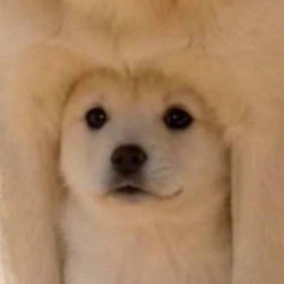 Underdog