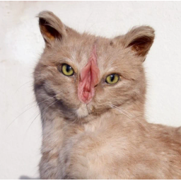 PUSSYCAT