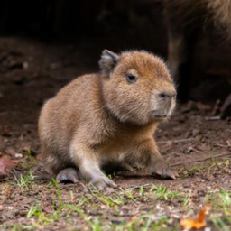 Babybara
