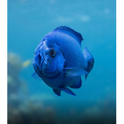 CLITORFISH