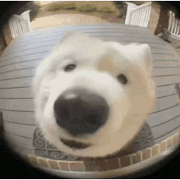 wuf