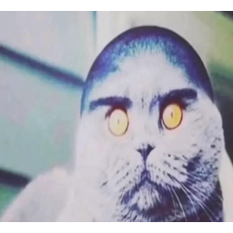 Folkcat