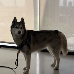 WOLF