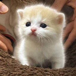小橘猫